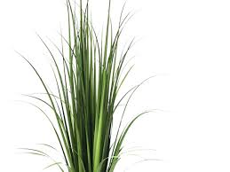 Fountain Grass