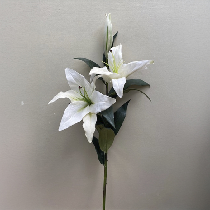 Casablanca Lily