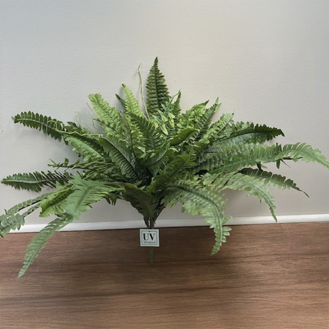 UV Protected Boston Fern