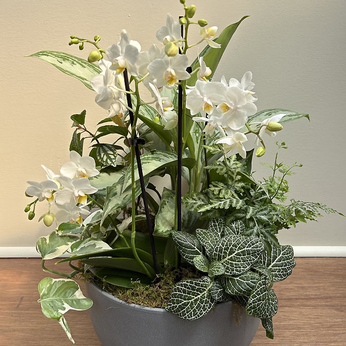 Orchid Planter